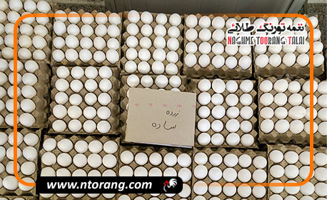 ایران در رتبه ۸ تولید تخم مرغ جهان؛ هشدار جدی درباره سرنوشت نهاده‌ها در گمرک